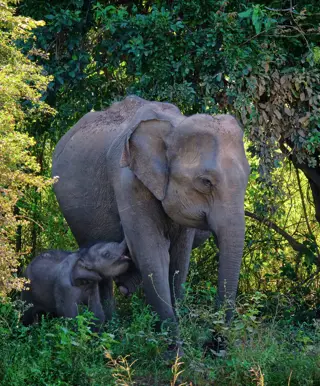Entdecke Büffel, Elefanten und Leoparden im wunderschönen Udawalawe National Park